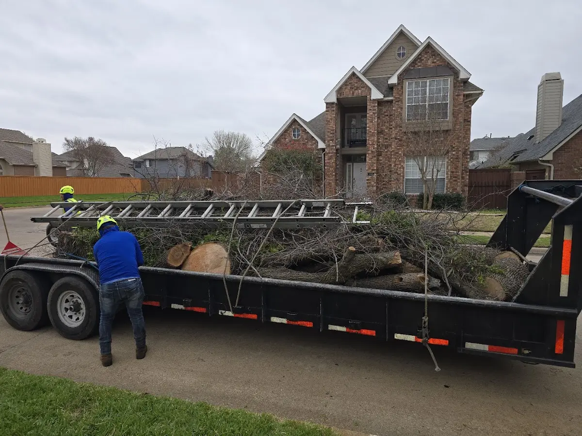 Expert Tree Removal with proper safety equipment in Coaldale